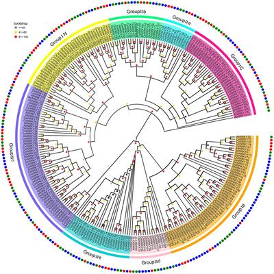 Frontiers | genome-wide identification of cymbidium sinense wrky gene